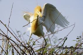 Egrets Building Their Nests - India