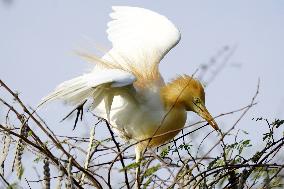 Egrets Building Their Nests - India