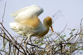 Egrets Building Their Nests - India
