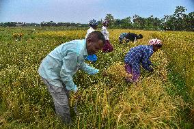 Rice Harvest in Assam - India