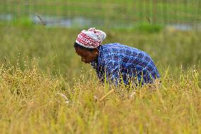 Rice Harvest in Assam - India