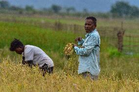 Rice Harvest in Assam - India
