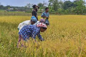 Rice Harvest in Assam - India
