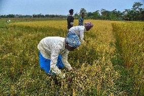 Rice Harvest in Assam - India