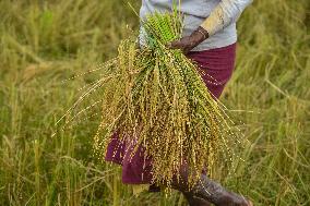 Rice Harvest in Assam - India