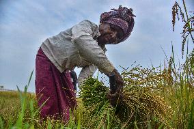 Rice Harvest in Assam - India