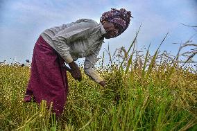 Rice Harvest in Assam - India