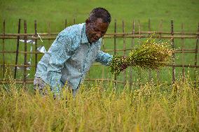 Rice Harvest in Assam - India