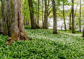 RAMSON
