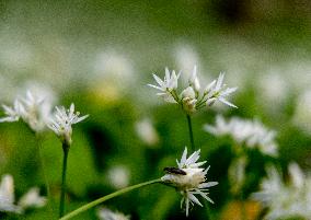 RAMSON