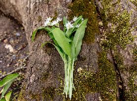 RAMSON