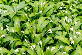 RAMSON