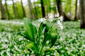 RAMSON