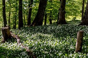 RAMSON
