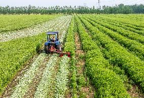 Mugwort Planting Base in Suqian