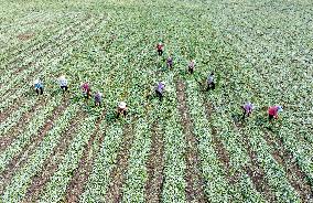 Mugwort Planting Base in Suqian