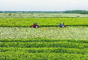 Mugwort Planting Base in Suqian
