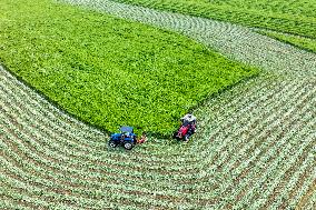 Mugwort Planting Base in Suqian