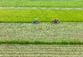 Mugwort Planting Base in Suqian