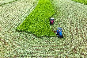 Mugwort Planting Base in Suqian