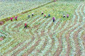 Mugwort Planting Base in Suqian
