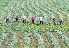 Mugwort Planting Base in Suqian