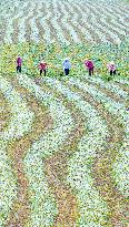 Mugwort Planting Base in Suqian
