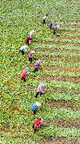 Mugwort Planting Base in Suqian