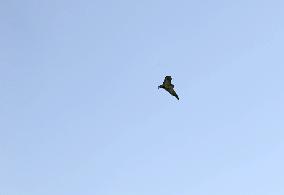 Ukrainian UAV pilots operate Domakha reconnaissance drone in Donetsk region
