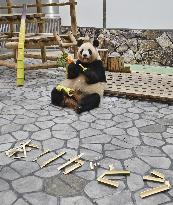 Giant panda gets Mother's Day gift