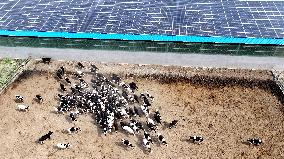 Xiangyang Dairy Farm
