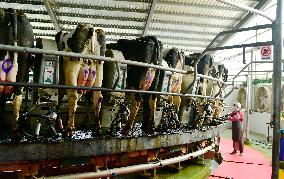 Xiangyang Dairy Farm
