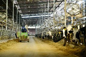 Xiangyang Dairy Farm