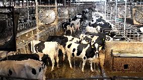 Xiangyang Dairy Farm