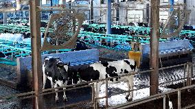 Xiangyang Dairy Farm