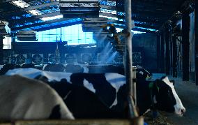 Xiangyang Dairy Farm