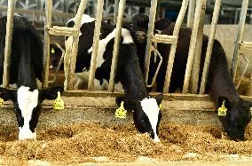 Xiangyang Dairy Farm