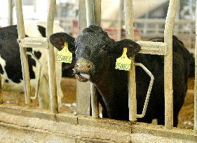 Xiangyang Dairy Farm