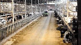 Xiangyang Dairy Farm