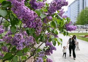 Lilac flowers in Hokkaido