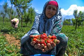Strawberry Harvest Illustrations - India