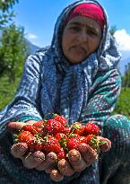 Strawberry Harvest Illustrations - India