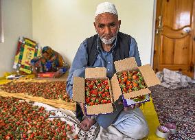 Strawberry Harvest Illustrations - India