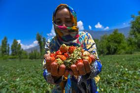 Strawberry Harvest Illustrations - India