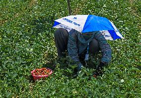 Strawberry Harvest Illustrations - India