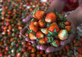 Strawberry Harvest Illustrations - India