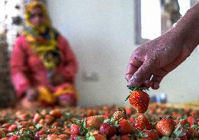 Strawberry Harvest Illustrations - India