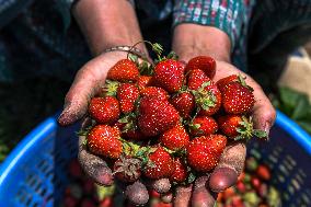 Strawberry Harvest Illustrations - India