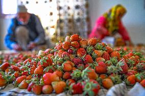 Strawberry Harvest Illustrations - India