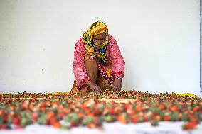 Strawberry Harvest Illustrations - India